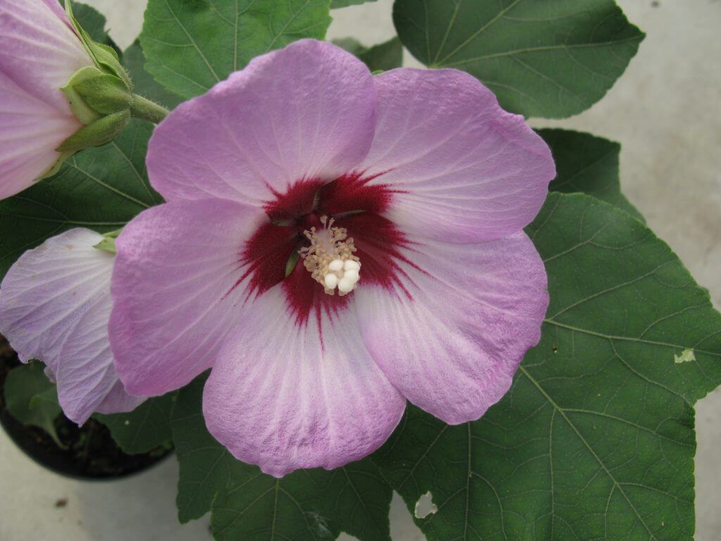Hibiscus Sinosyriacus Melmauve