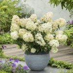 Hydrangea-paniculata-Petite-Star