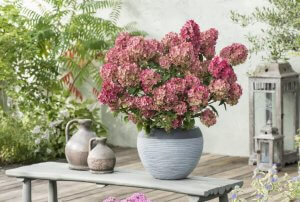 Hydrangea paniculata 'Petite Star' (5)