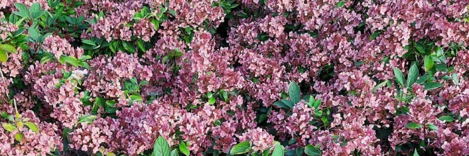 Hydrangea paniculata ‘Switch Ophelia’